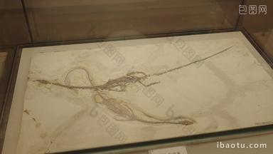 古生物博物馆中多品种的恐龙化石